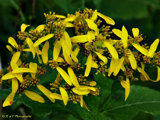 {Verbesina occidentalis}